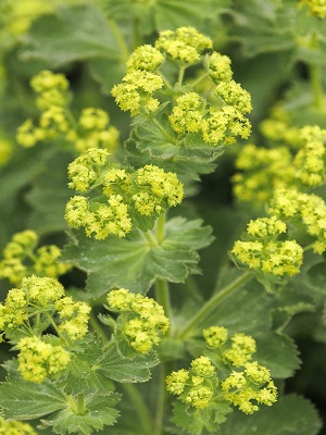 Alchemilla mollis Lady's Mantle